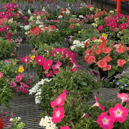 Bedding plants, annuals, perennials, roses and gardening supplies Directions to Tom Strain & Sons Farm Market and Garden Center, 5041 Hill Avenue, Toledo, Ohio
