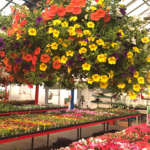 Bedding plants, annuals, perennials, roses and gardening supplies at Tom Strain & Sons Farm Market and Garden Center, 5041 Hill Avenue, Toledo, Ohio