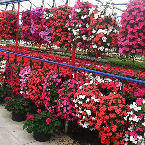 Bedding plants, annuals, perennials, roses and gardening supplies Directions to Tom Strain & Sons Farm Market and Garden Center, 5041 Hill Avenue, Toledo, Ohio
