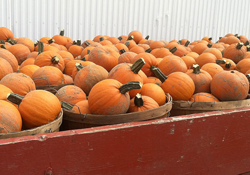 Plenty of pumpkins, mums, gourds, fall vegetables and fall decorations at Tom Strain & Sons Farm Market and Garden Center, 5041 Hill Avenue, Toledo, Ohio